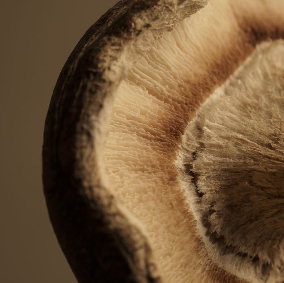 Mushroom cap close-up